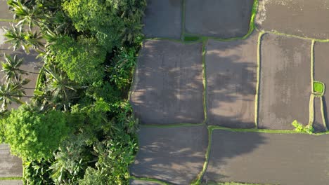 Luftaufnahme-Von-Grünen-Rohreisfeldern-Neben-Tropischem-Wald-Mit-Palmen-Und-Dorfhäusern-In-Indonesien