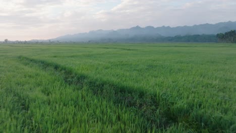 Luftaufnahme-über-Grünen-Reisfeldern-Mit-Bergen-Im-Hintergrund,-Sabana-De-La-Mar-In-Der-Dominikanischen-Republik