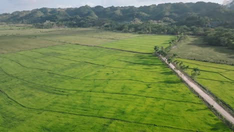 Green-rice-fields-at-Sabana-de-la-Mar-in-Dominican-Republic