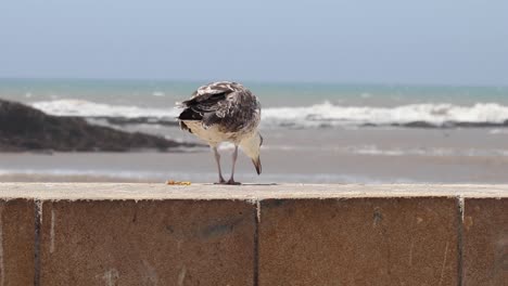 Fly-with-the-seagulls-above-Essaouira's-sparkling-sea