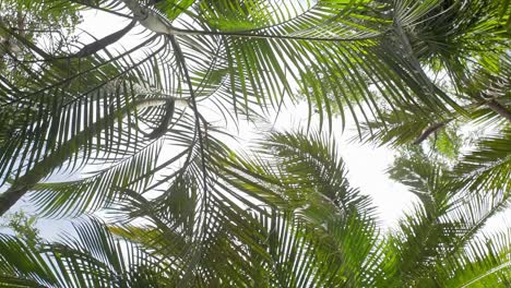 Grüne-Palmenzweige-Werden-Durch-Die-Luft-Bewegt-Und-Der-Himmel-Im-Hintergrund
