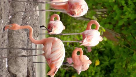 Pink-flamingos-in-their-habitat-on-land-and-vegetation-in-the-background
