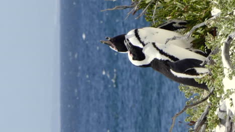 African-penguin-or-spheniscus-demersus-on-the-shore-of-the-southern-African-waters---vertical-orientation