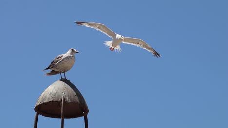 Fliegen-Sie-Mit-Den-Möwen-über-Dem-Glitzernden-Meer-Von-Essaouira