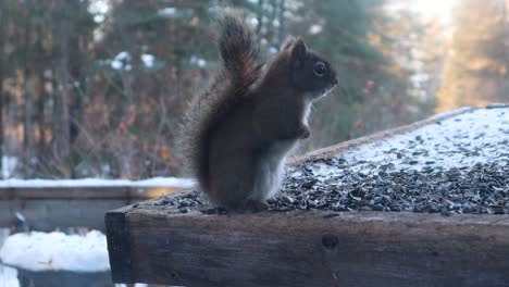 Squirrel-eating-seeds-on-a-bird-feeder-in-winter