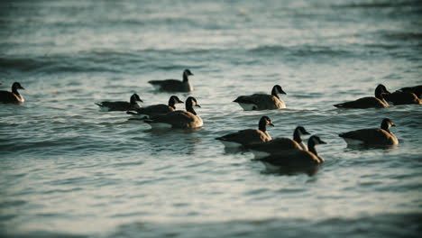 Wild-Canadian-Geese-Swimming-in-Lake-Water-Waves-during-Summer-Sunset