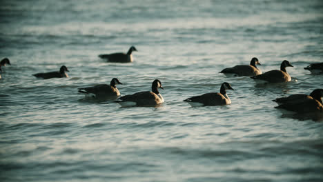 Wild-Canadian-Geese-Swimming-in-Lake-Water-Waves-during-Summer-Sunset