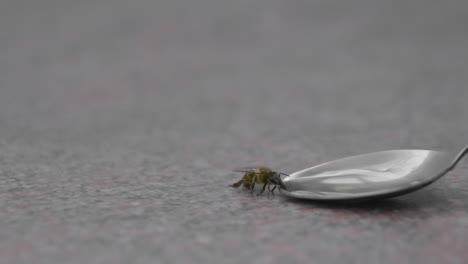 Tired-bee-drinking-water-from-a-spoon