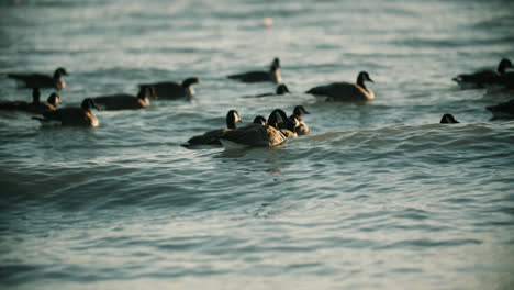 Group-of-Wild-Canadian-Geese-Swimming-in-Lake-Water-Waves-during-Summer-Sunset