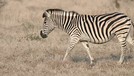 Plains-Zebra-female-walking-in-savannah,-side-view,-slowmotion