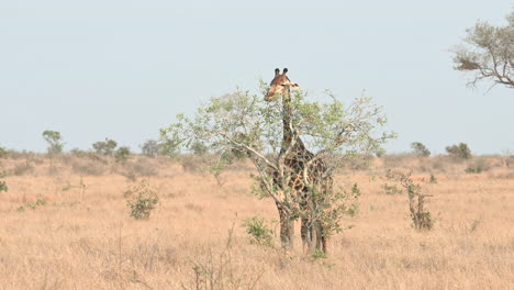 Giraffe--behind-a-small-tree,-eating-leaves.-Slowmotion