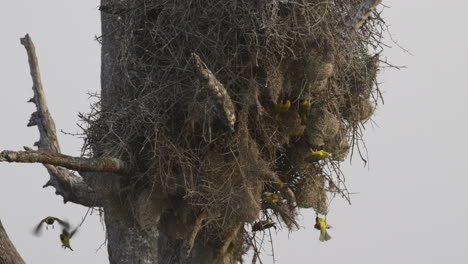 Weniger-Maskierte-Nester-Auf-Einem-Toten-Baum,-60-Bilder-Pro-Sekunde