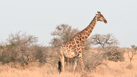 Giraffe-female-walking-on-savannah-in-front-of-shrubs