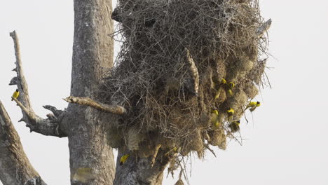 Lesser-masked-nesting-together-on-a-dead-tree,-60fps