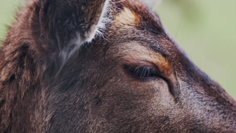 Female-Red-Deer-Hind--Blink-Eye-Extreme-close-up