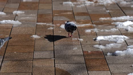 Pigeons-walking-on-pavement-in-melted-snow-looking-for-food