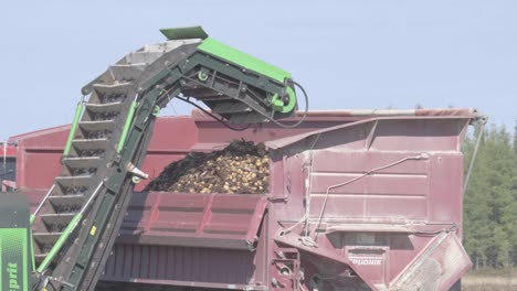 Potato-harvesting-machine-unloading-potatoes-into-red-trailer-being-pulled-by-tractor