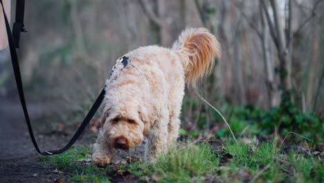 Goldendoodle-Hund-An-Der-Leine,-Der-Im-Herbstpark-Neben-Einem-Nicht-Wiederzuerkennenden-Besitzer-Spaziert---Zeitlupe