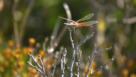 Dragonfly-Perching-On-a-Branch-And-Flapping-Wings