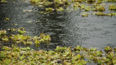 A-Close-Up-of-Raindrops-Hitting-Water-with-Vegetation-on-the-Surface