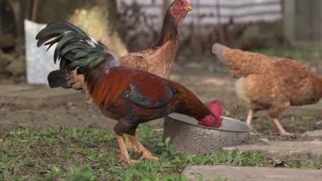 Free-range-rooster-and-chickens-drinking-water