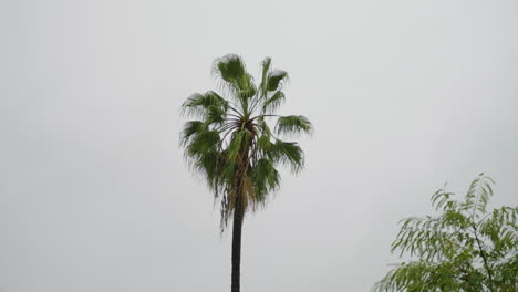 Eine-Palme-In-Kalifornien-Im-Regen-Mit-Bewölktem-Hintergrund