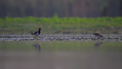 White-tailed-lapwing-attacked-by-local-bird-red-Red-wattled-lapwing-in-wetland