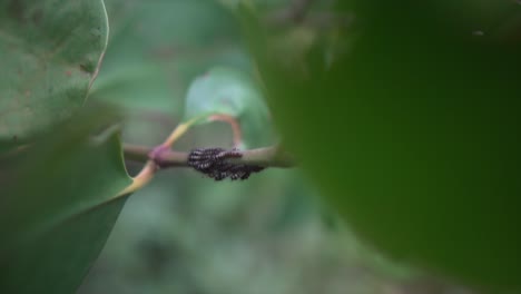 Macro-shot-of-caterpillars-on-a-branch,-ready-for-their-metamorphosis-to-become-a-butterfly