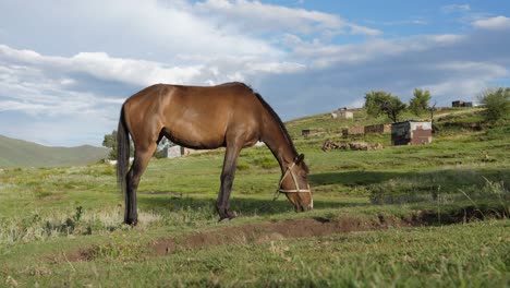 Healthy-adult-Bay-horse-eats-grass-in-field,-Semonkong-Lesotho-Africa