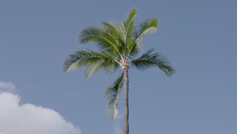 Hohe-Einsame-Palme,-Die-Sich-In-Der-Brise-In-Hawaii-Wiegt