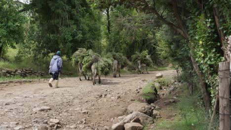 Burros-Arrastran-Ramas-De-árboles-En-Un-Camino-De-Tierra-Rocosa-En-La-Zona-Rural-De-Lesotho,-áfrica