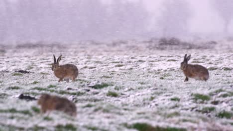Two-playful-brown-hares-running-over-snow-covered-meadow-on-farm-in-winter