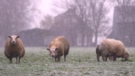 Three-woolly-sheep-grazing-in-pasture-of-Dutch-farm-during-snowfall