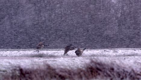 Canada-Geese-land-in-snowy-meadow-during-heavy-snowfall