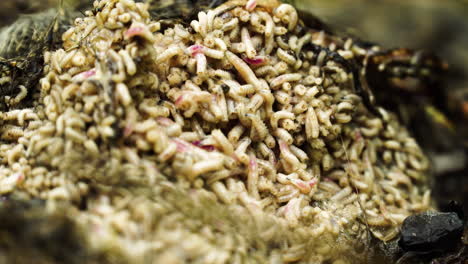 Nahaufnahme-Von-Grabwürmern,-Todeswurmlarven-Und-Raupen,-Die-Eine-Kaninchenleiche-Fressen