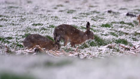 Conejos-Forrajeando-En-La-Nieve,-Nevadas-De-Invierno,-Tiro-De-Cámara-Lenta-De-Cerca