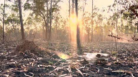 Static-medium-wide-shot-of-an-animal-skull-on-the-ground-with-dried-eucalyptus-leaves-in-a-burnt-forest-during-sunset-or-dusk-time