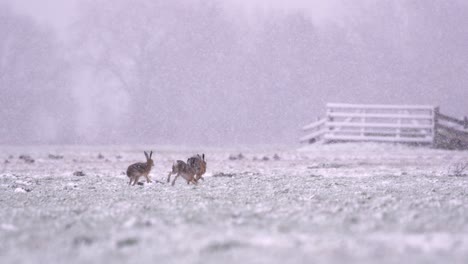 Schneefall-In-Der-Niederländischen-Landschaft-Mit-Drei-Hasen,-Die-über-Schneebedeckte-Weide-Laufen