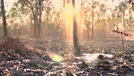 Sliding-medium-wide-shot-of-an-animal-skull-on-the-ground-with-dried-eucalyptus-leaves-in-a-burnt-forest-during-sunset-or-dusk-time