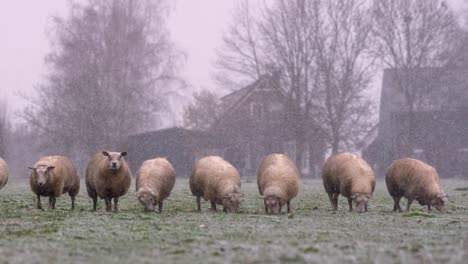 Flock-of-sheep-stand-in-line-grazing-in-pasture-during-snow-storm