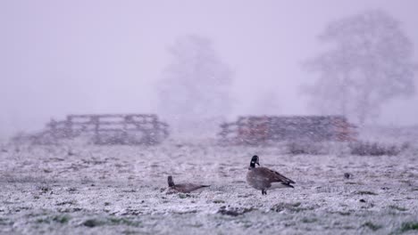 Canada-Goose-in-meadow-during-heavy-snowfall