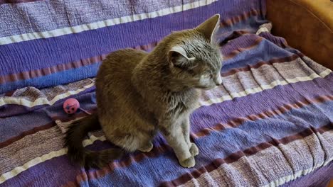Russian-blue-cat-sitting-on-bed,-cute-kitty-meow,-adopted-cat-enjoys-in-new-home,-static