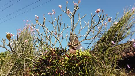 Frangipani-Plumeria-Flower,-Tree-with-Clear-Blue-Sky,-Temple-Background-in-Bali-Indonesia,-Sidemen-Karangasem