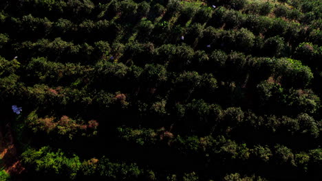 Aerial-tilt-shot-of-a-farmer-and-tractor-working-in-an-orange-plantation-in-Penonome,-Cocle