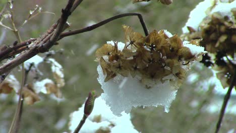 Hydrangea-head-broken-and-hanging-down-under-the-weight-of-snow-in-an-English-garden-during-a-heavy-snowstorm