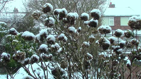 Hydrangea-plant-in-an-English-garden-awaiting-dead-heading-now-covered-in-snow-after-a-heavy-March-snow-fall