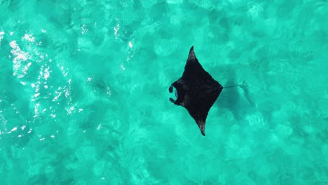 Manta-swimming-shot-by-drone-in-Maldives