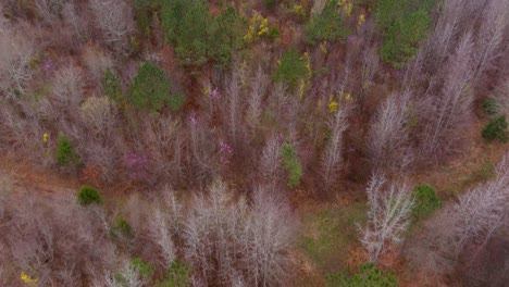 Birds-eye-view-of-wooded-forest-area-in-Eatonton,-Georgia