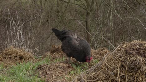 Free-range-black-hen-with-red-comb-foraging-pecking-in-organic-straw