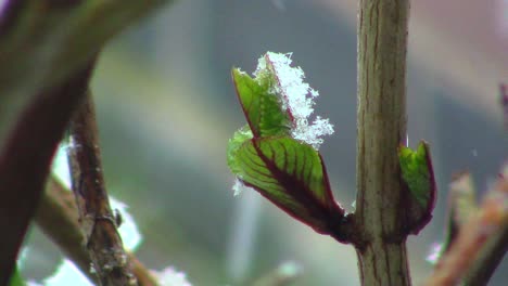 snow-resting-on-a-new-leaf-of-a-Hydrangea-plant-at-the-start-of-spring-in-England-during-a-heavy-snow-fall-in-the-month-of-March